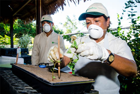 Valor agregado de productos forestales sostenibles