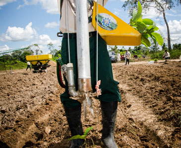 Tecnología de plantaciones forestales con fines comerciales 